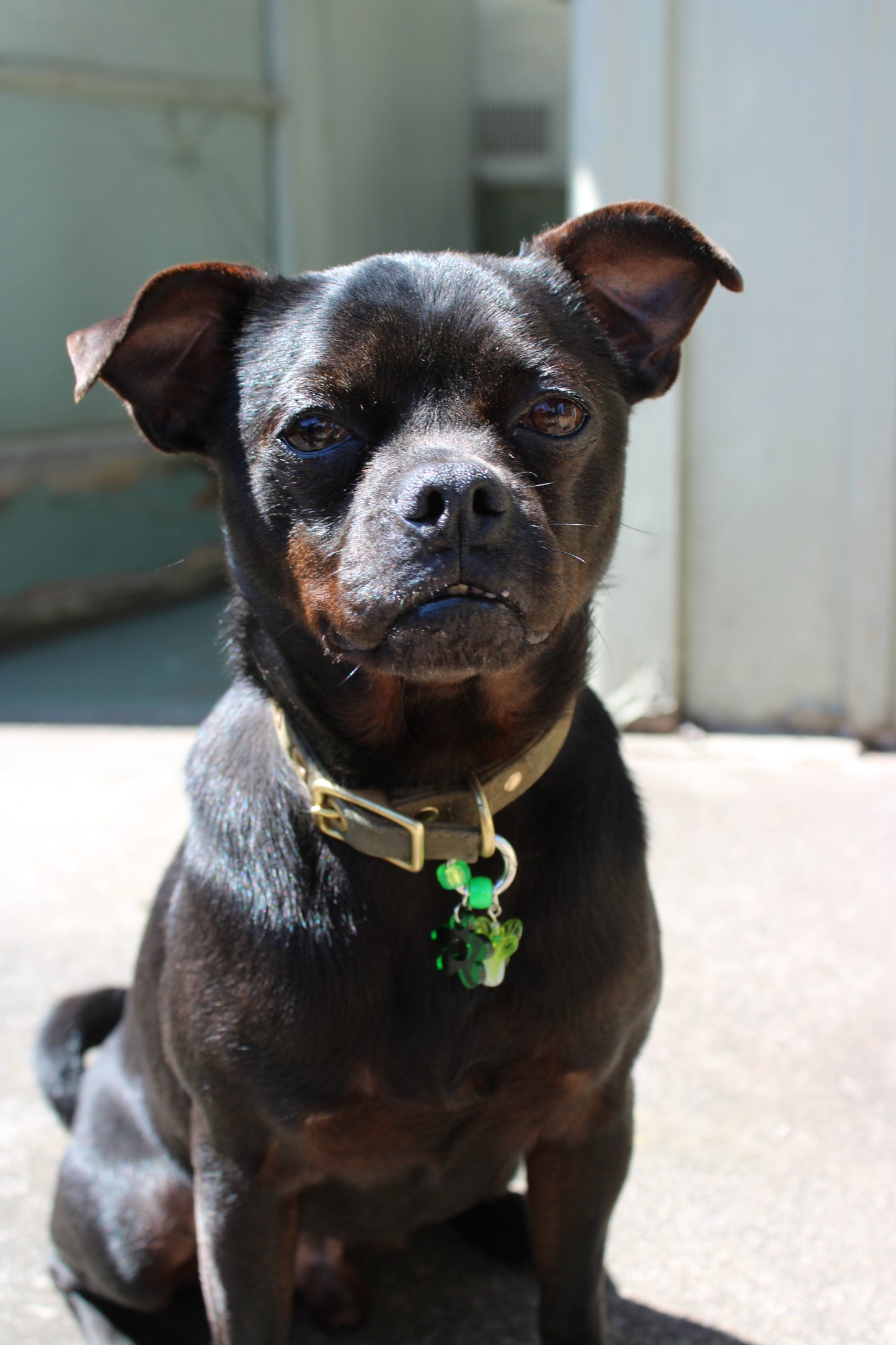 Pet Collar Charm - Bak Choy