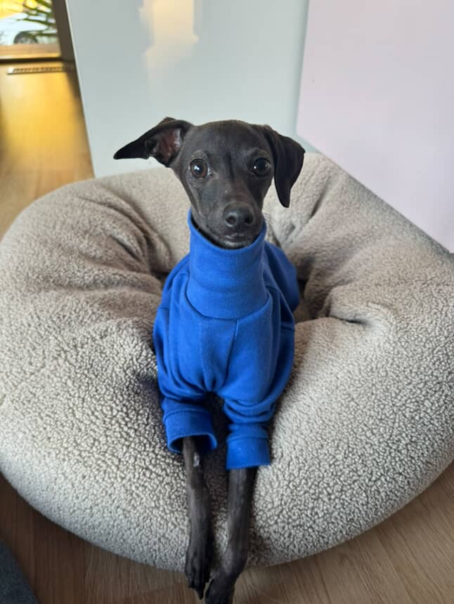 Sighthound Turtleneck - Cornflower Blue