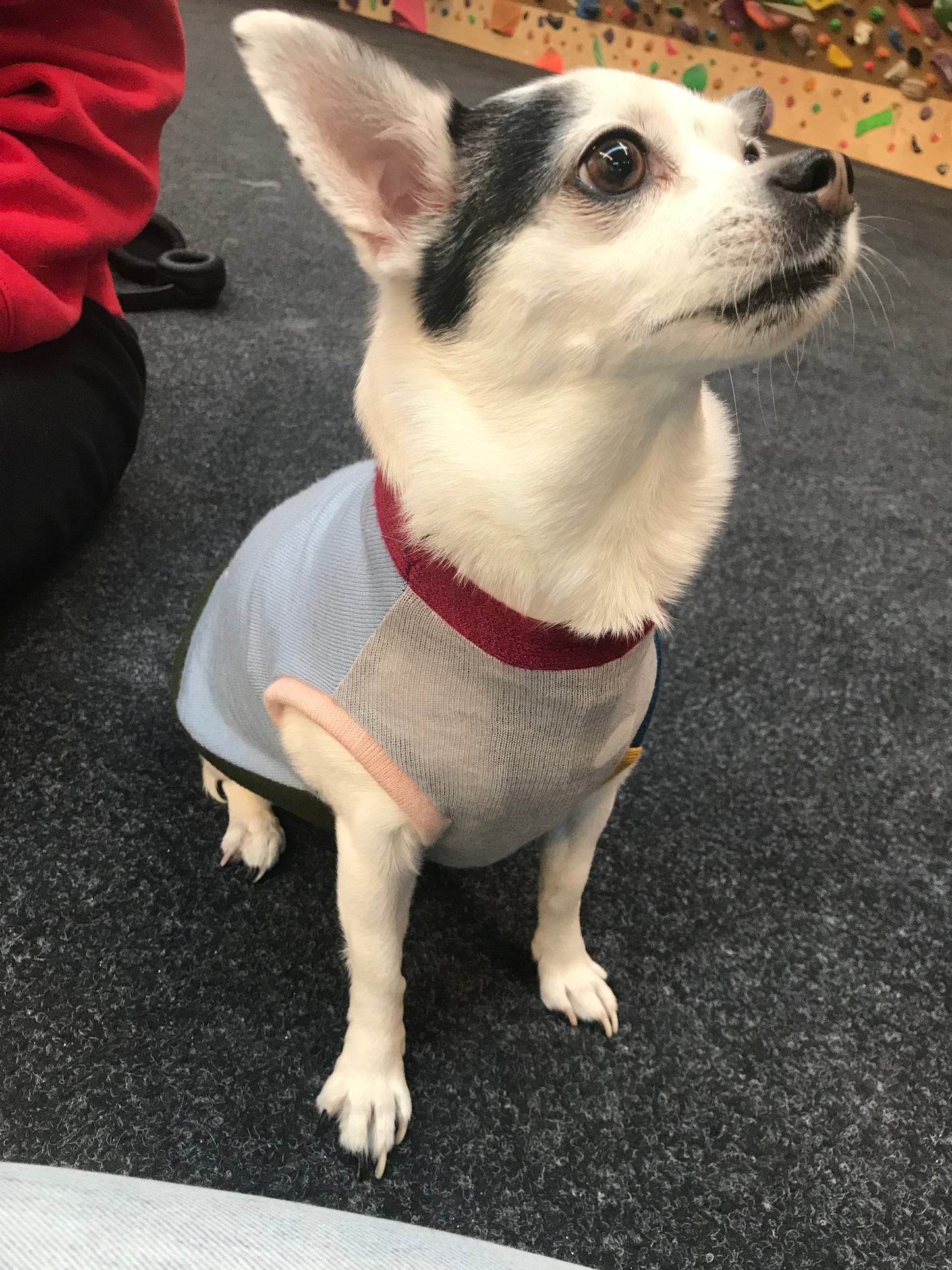 Pet Jumper, size XXS - Patchwork 002