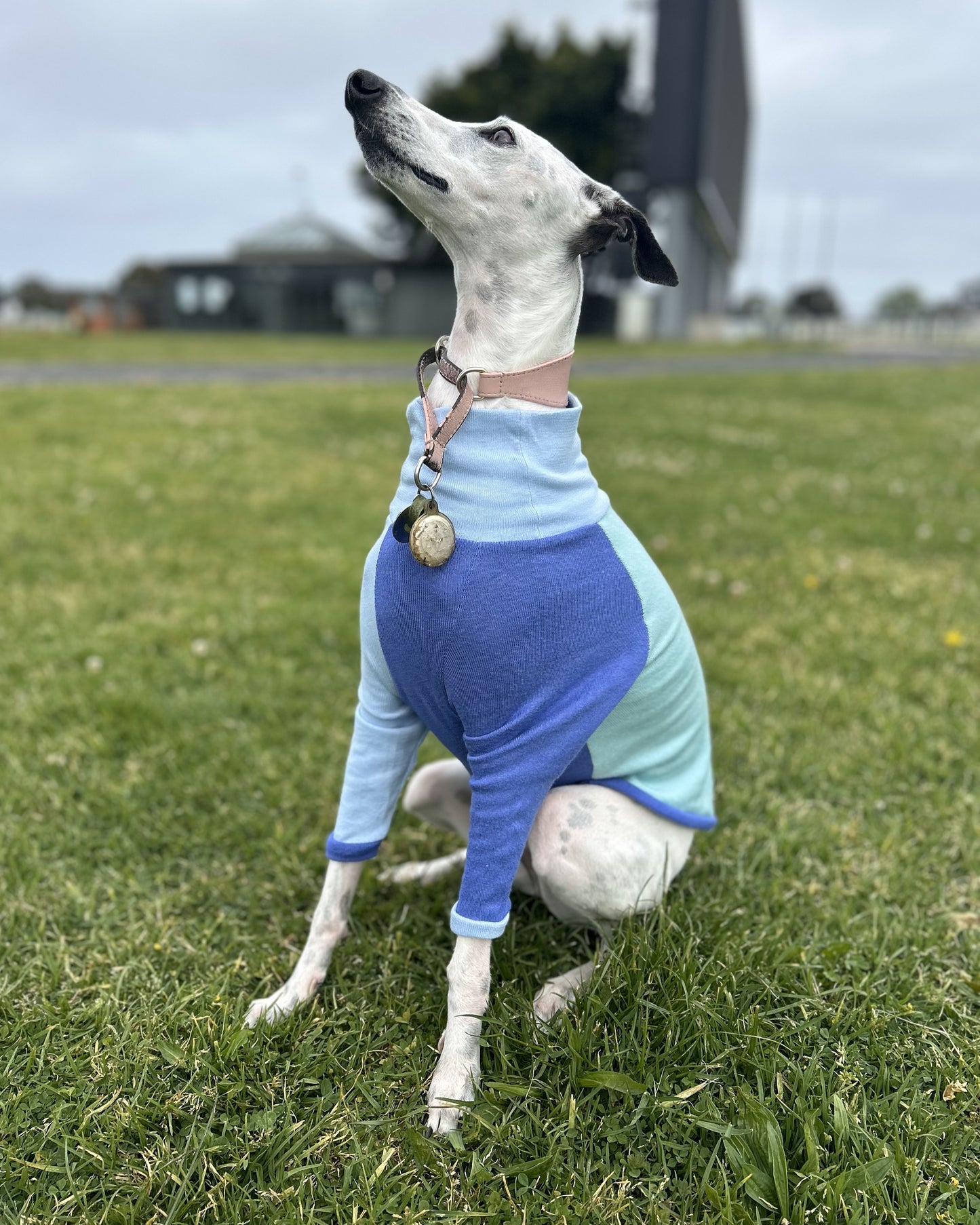 Size M, Sighthound Patchwork - Blue Moss