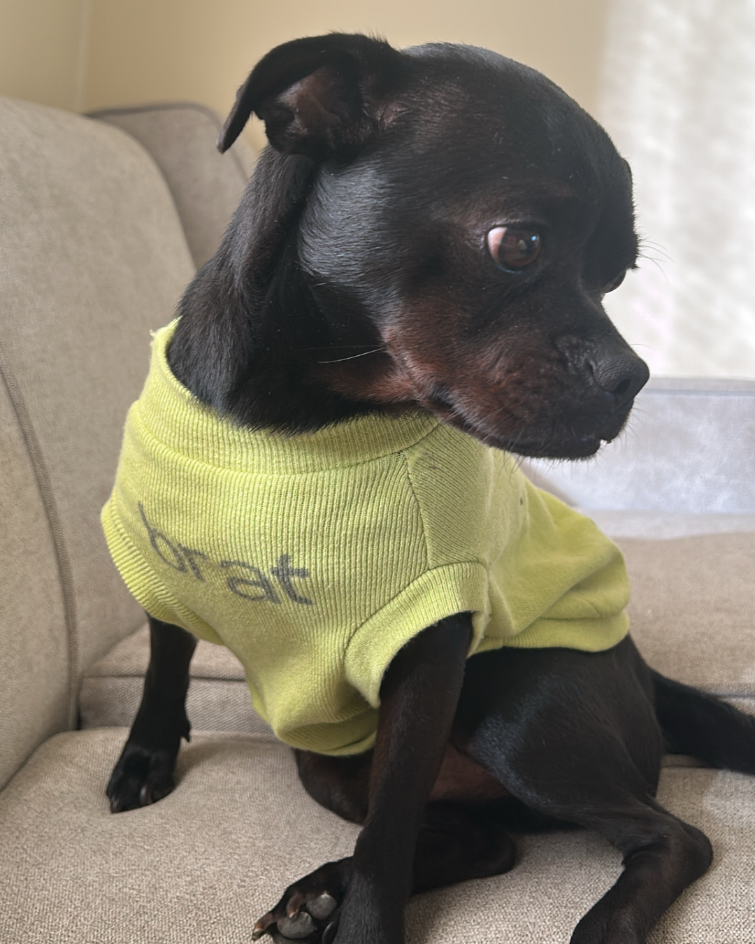 Custom Order - Bespoke Pet Jumper